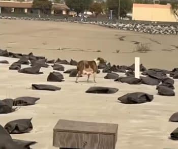Une chienne brune et blanche debout sur une étendue de sable jonchée de sacs