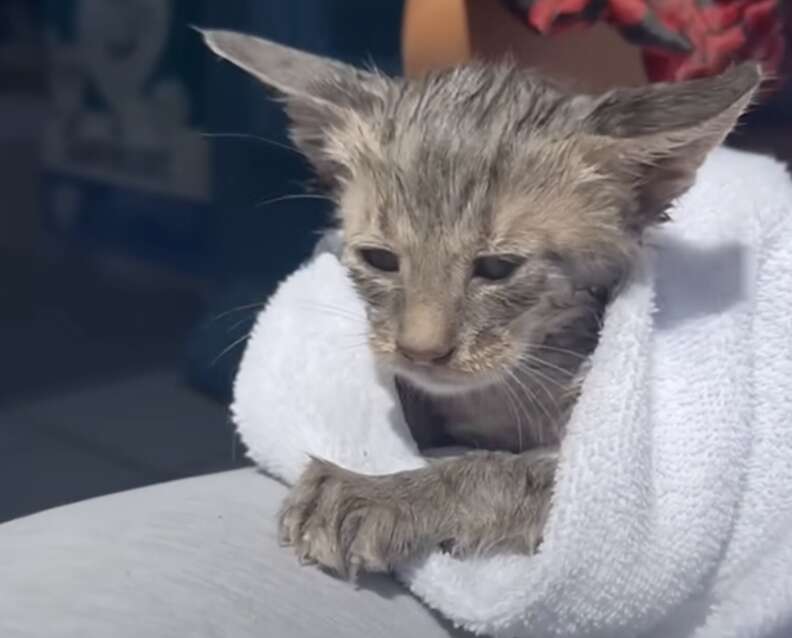 Le chaton, encore mouillé, les yeux mi-clos, emmitouflé dans une serviette blanche