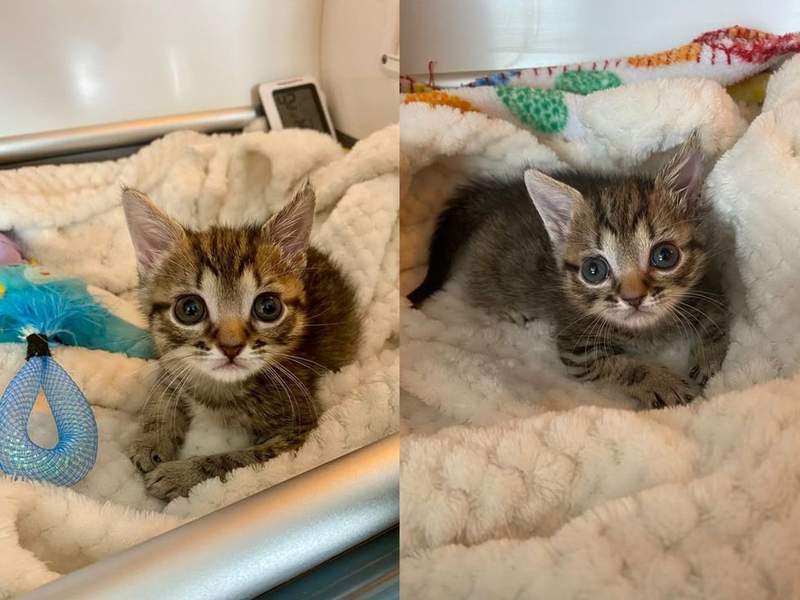 La chatonne installée sur sa couverture blanche, près d'un jouet bleu