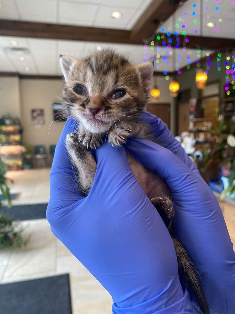 La minuscule chatonne tigrée tenue entre deux mains gantées de bleu