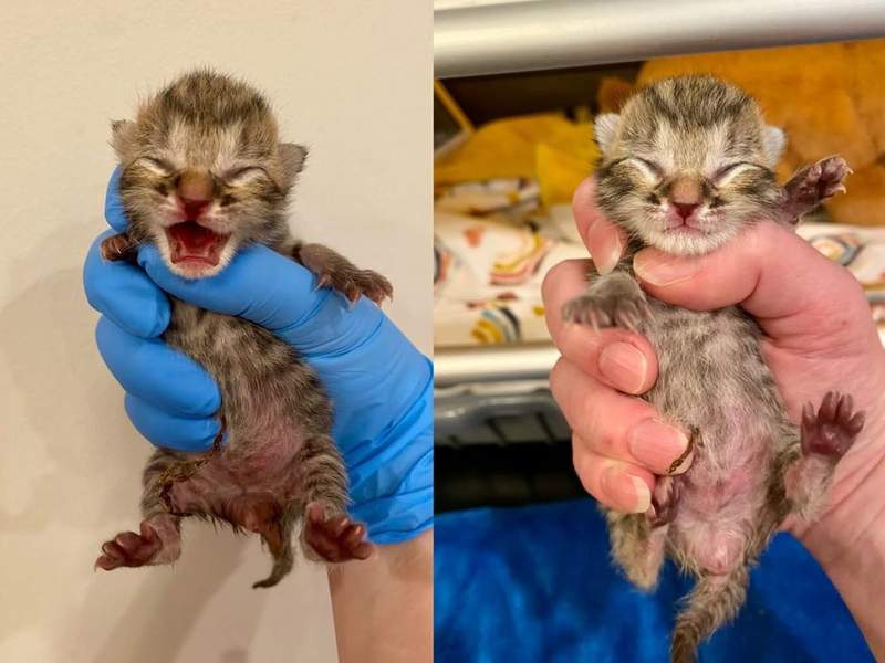 Keke nouveau-née, les yeux encore fermés, tenue dans le creux d'une main