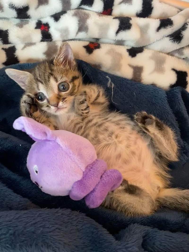 Keke couchée sur le dos, une patte levée, contre une peluche violette