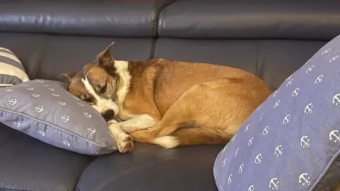 Sadie endormie, roulée en boule sur un canapé sombre, la tête sur un coussin violet