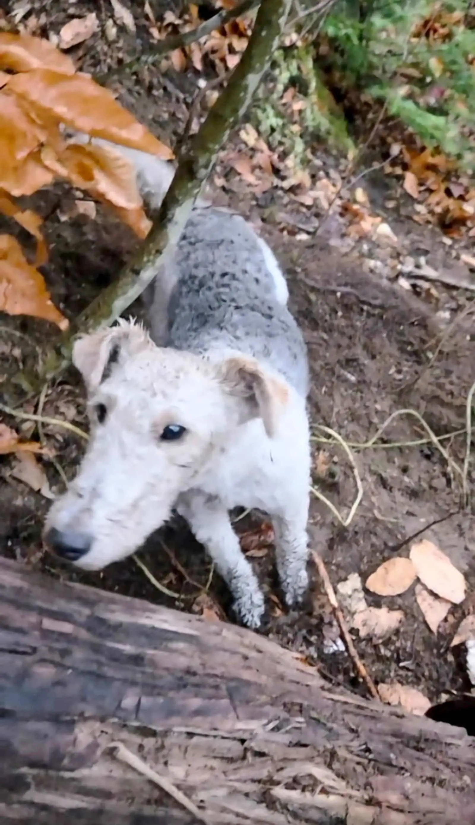 Un petit chien au poil blanc et gris lève la tête parmi les feuilles mortes, derrière un tronc couché