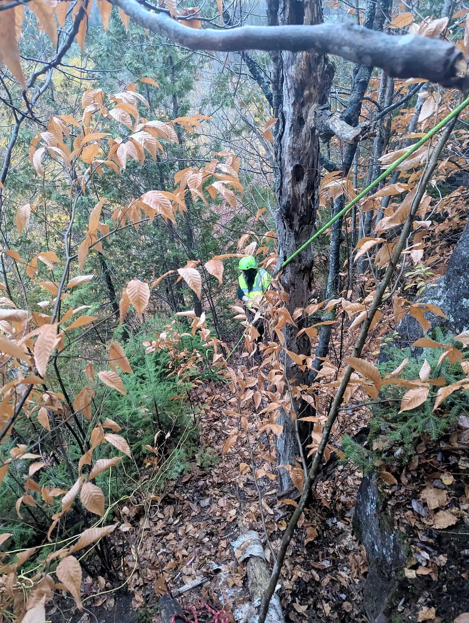 Une bénévole en casque vert fluo et gilet jaune à flanc de pente, une corde verte tendue dans la forêt d'automne