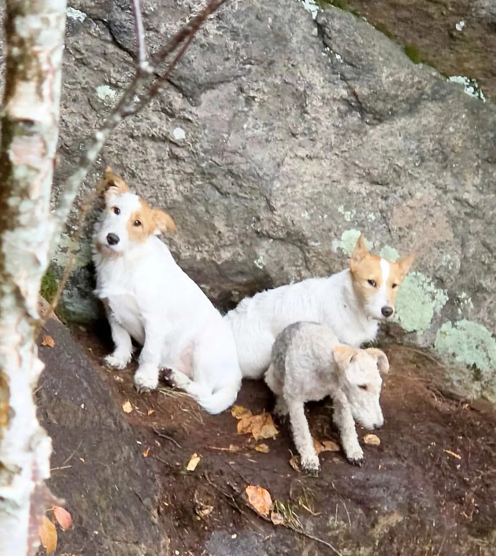 Trois chiens serrés sur un replat de terre, au pied d'un rocher couvert de lichen