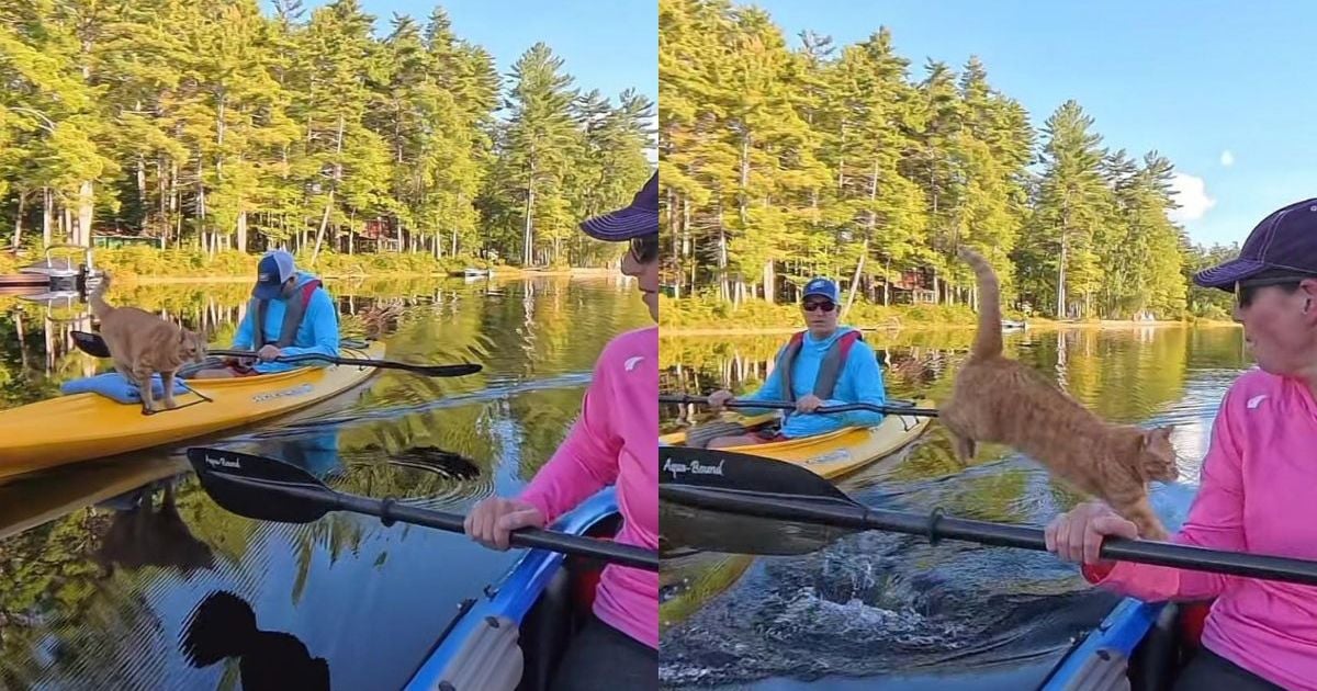 Zoey, la chatte rousse, au bord d'un kayak sur le lac © CatTime