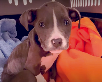Stormi, jeune Pit Bull, au début de sa convalescence chez Jessica