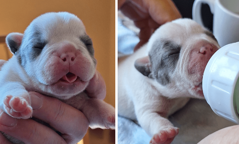 Le chiot nouveau-né, blanc et gris, tenu dans une main, puis le museau contre son biberon