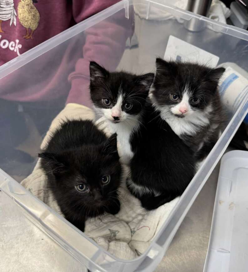 Les 3 chatons levant les yeux depuis leur bac