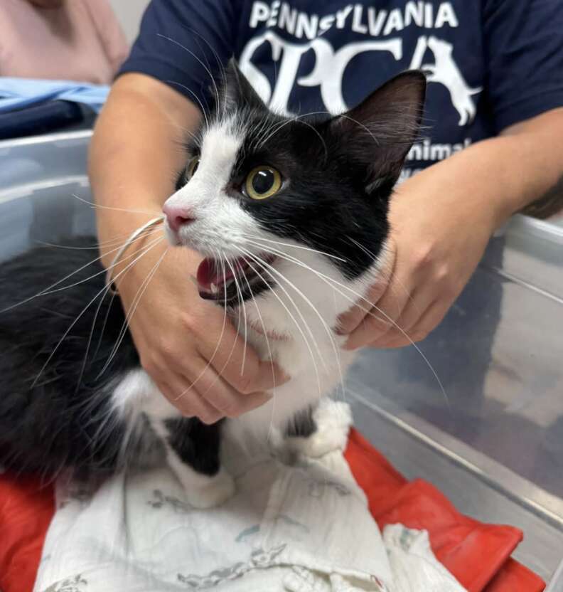 La chatte, la bouche ouverte, tenue dans un bac par un membre de l'équipe
