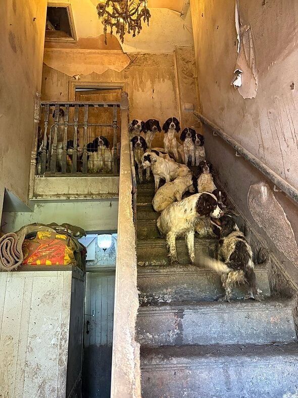 Des dizaines d'épagneuls blancs et bruns massés sur un escalier en pierre crasseux