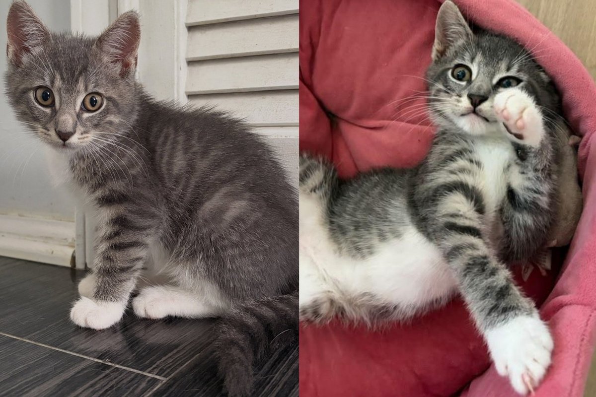 Ash, chaton tigré gris, le regard tourné vers l'objectif