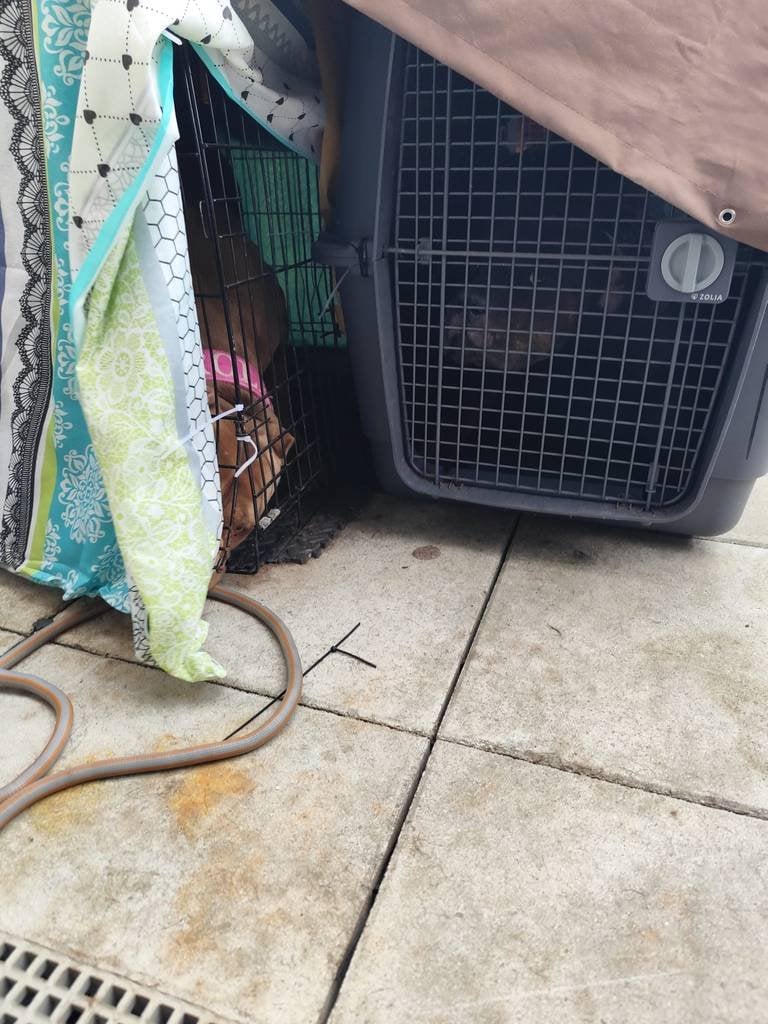 Cage métallique couverte de tissus colorés sur une terrasse, un chien brun au collier rose à l'intérieur
