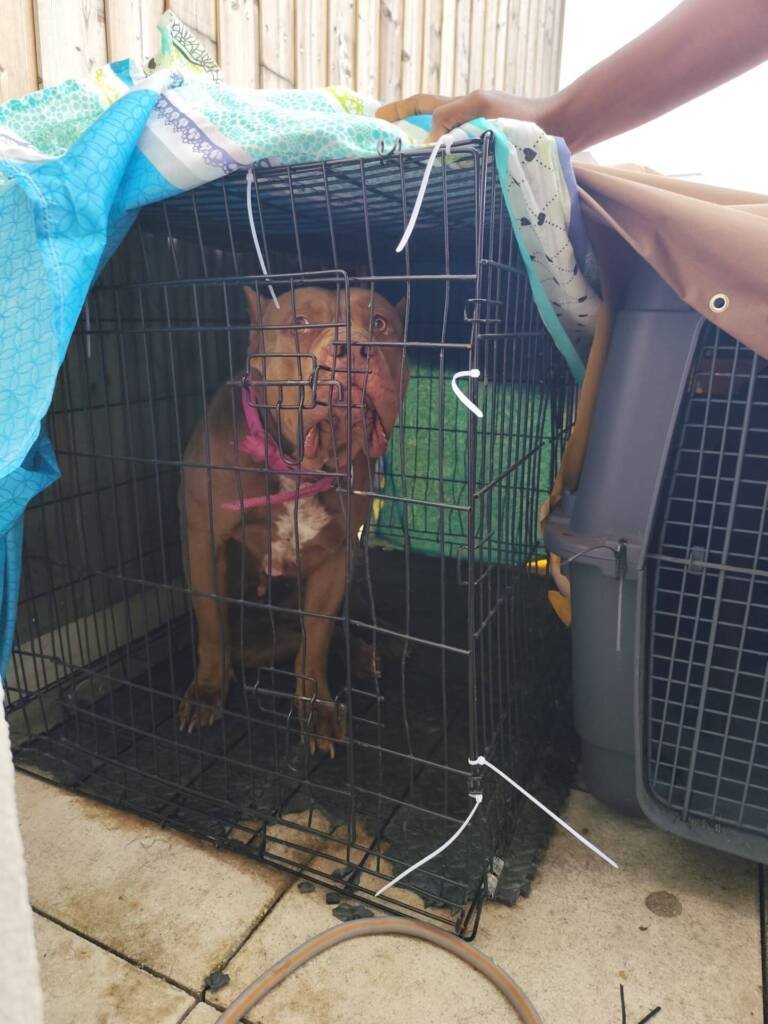 Chien brun à poitrail blanc assis dans sa cage, le regard tourné vers l'objectif