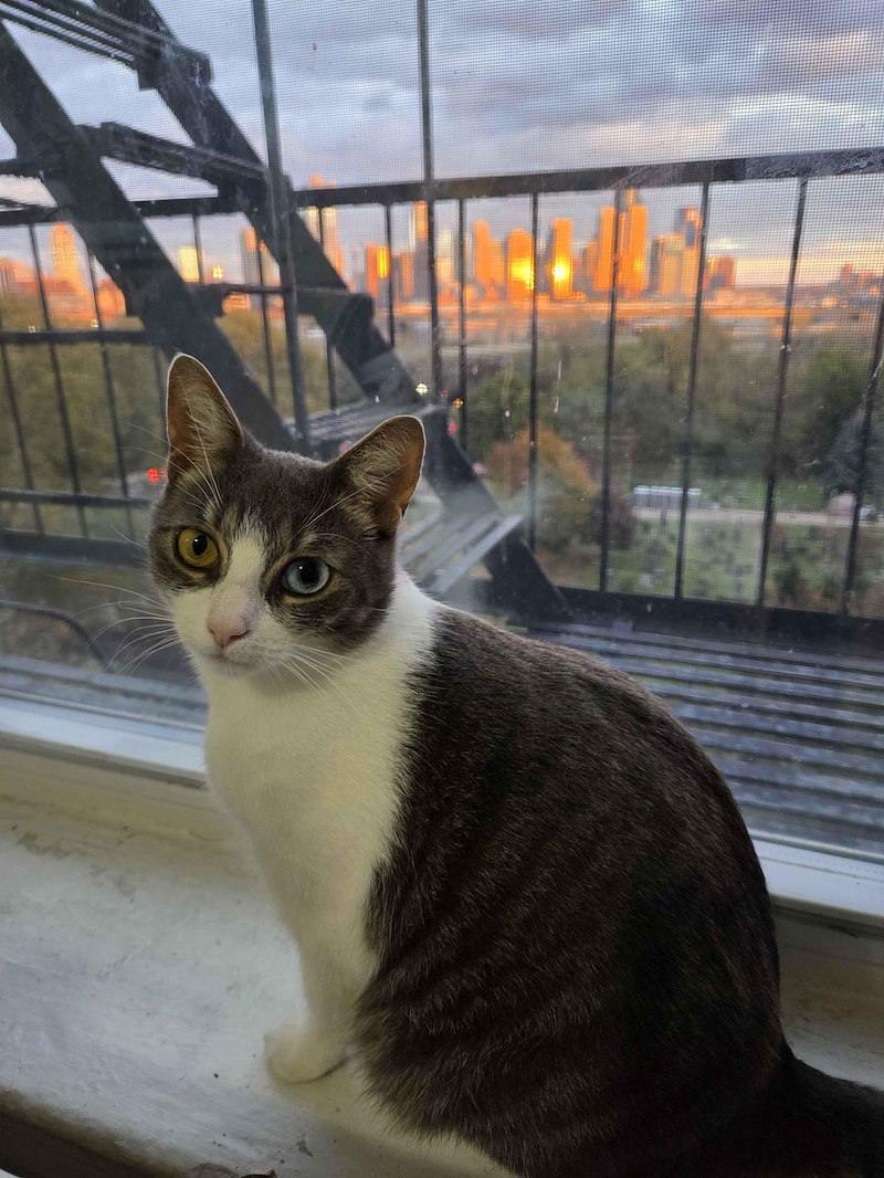 Chat tigré et blanc assis à la fenêtre devant des immeubles au couchant