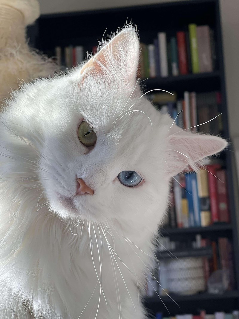 Chat blanc à poil mi-long inclinant la tête devant une bibliothèque sombre