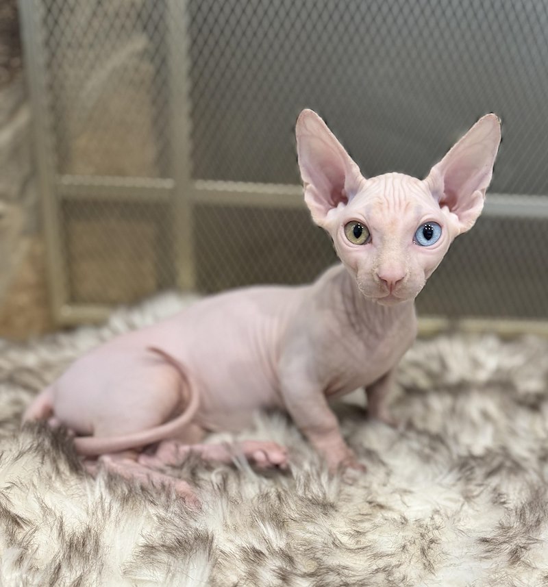 Jeune chat sans poils à la peau rose, un œil ambré et un œil bleu, assis sur une fourrure