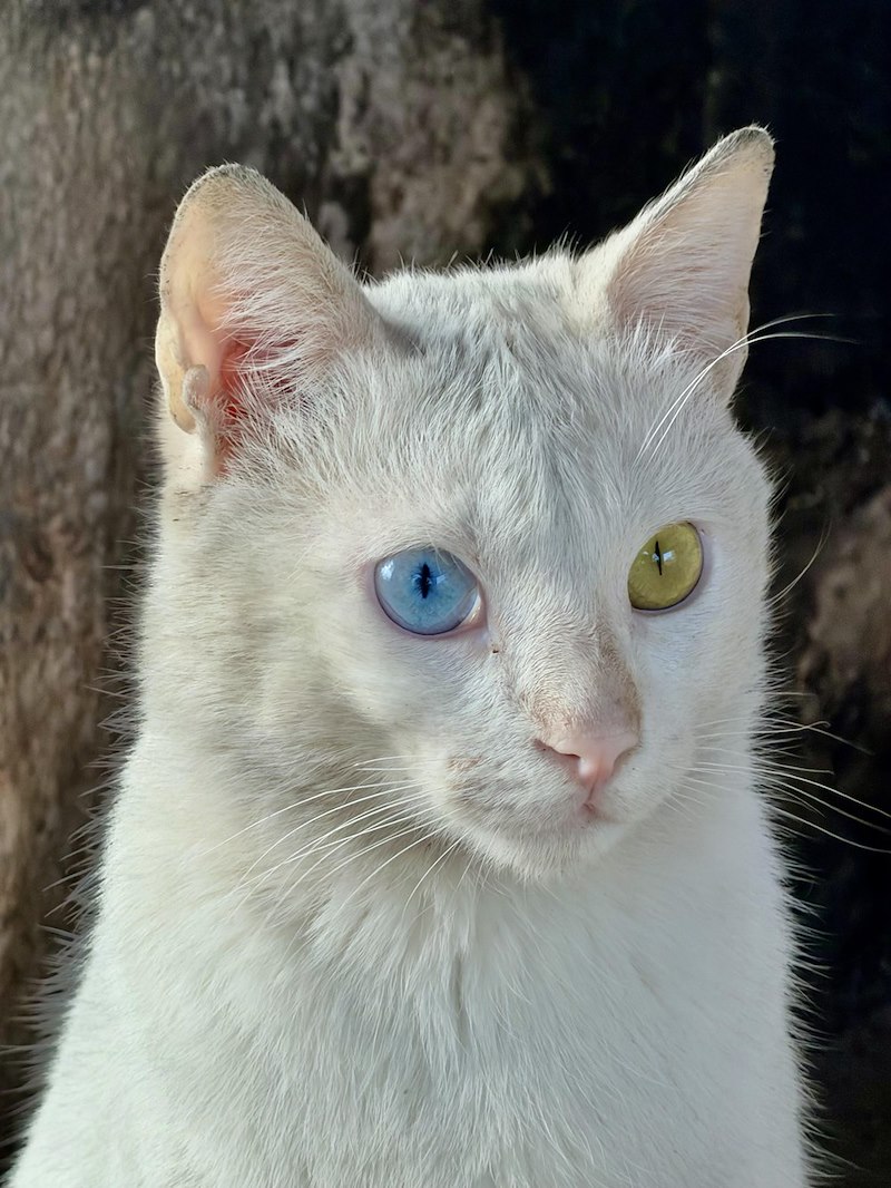 Gros plan sur la tête d'un chat blanc aux yeux vairons, fond sombre