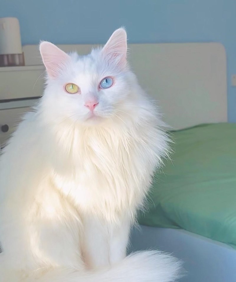 Chat blanc à poil long et fourni, assis face à l'objectif devant un mur bleu clair