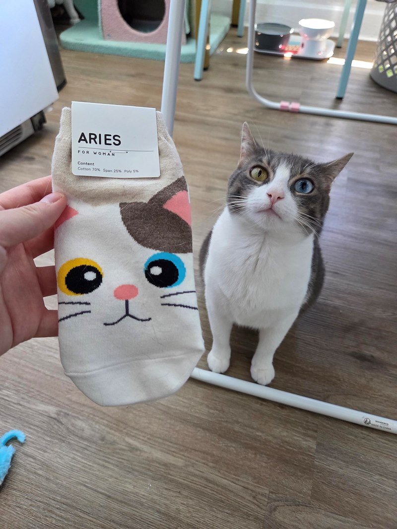 Main tenant une chaussette à visage de chat près d'un chat gris et blanc aux yeux vairons
