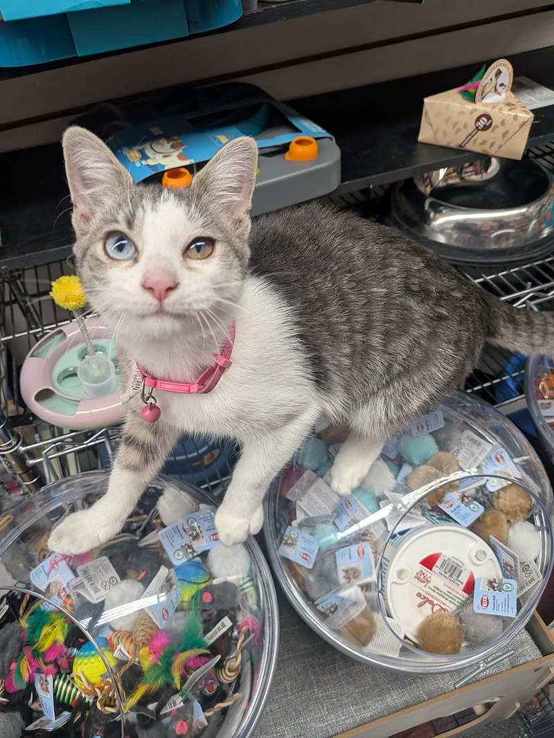Jeune chat tigré et blanc au collier rose debout sur des bacs de jouets