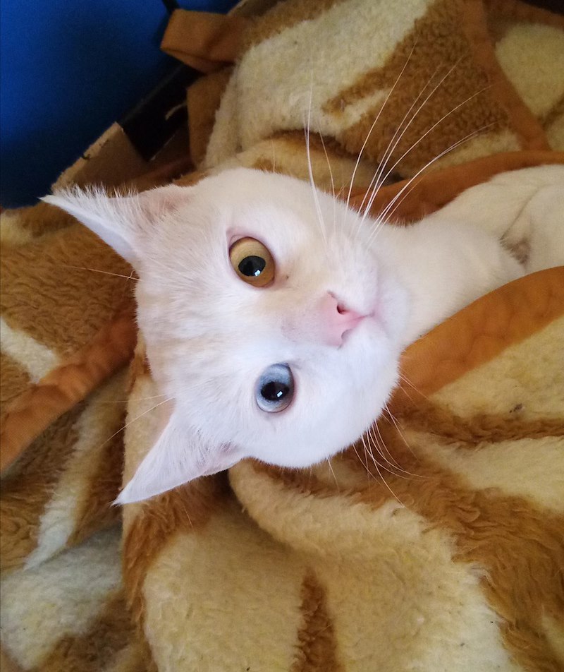 Chat blanc la tête renversée vers l'objectif, un œil ambré et un œil bleu-gris