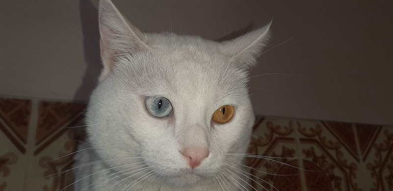 Gros plan sur un chat blanc à poil ras, un œil bleu-gris et un œil orange, devant un mur gris