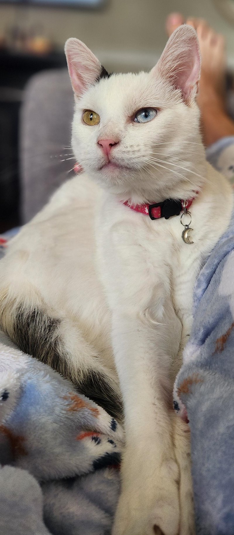 Chat blanc au collier rouge et médaille en forme de lune, assis sur une couverture bleue