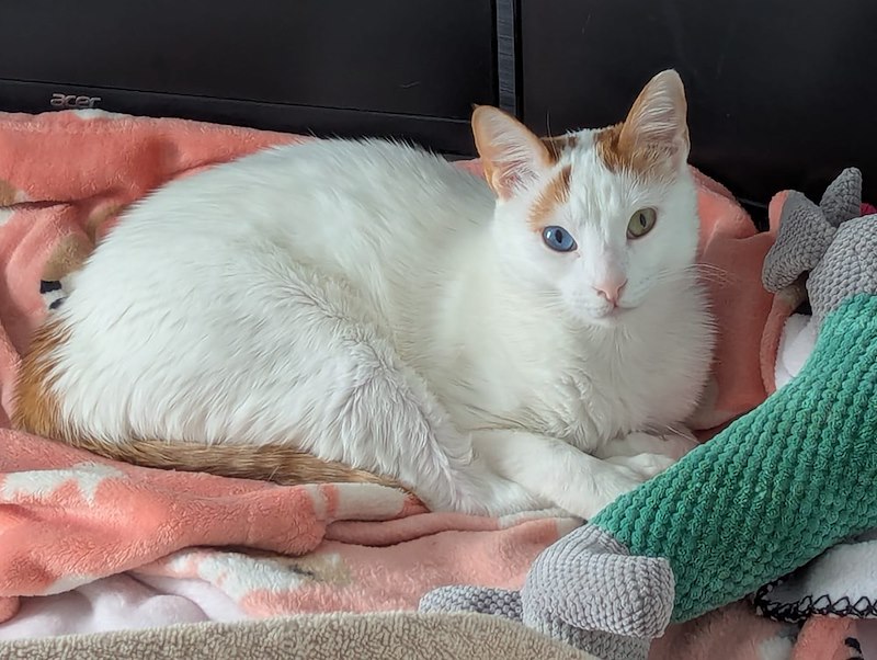 Chat blanc aux marques orangées couché sur une couverture rose près d'une peluche