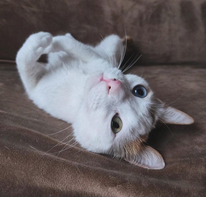 Chat blanc allongé sur le dos sur un canapé brun, un œil bleu et un œil vert