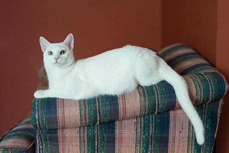 Chat blanc à poil ras couché sur le dossier d'un fauteuil rayé, devant un mur rouille