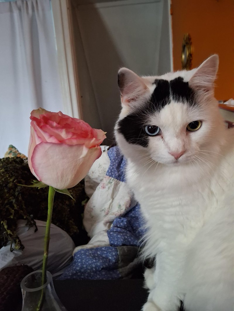 Chat blanc à tache noire sur le front, yeux bleu et jaune, près d'une rose dans un vase