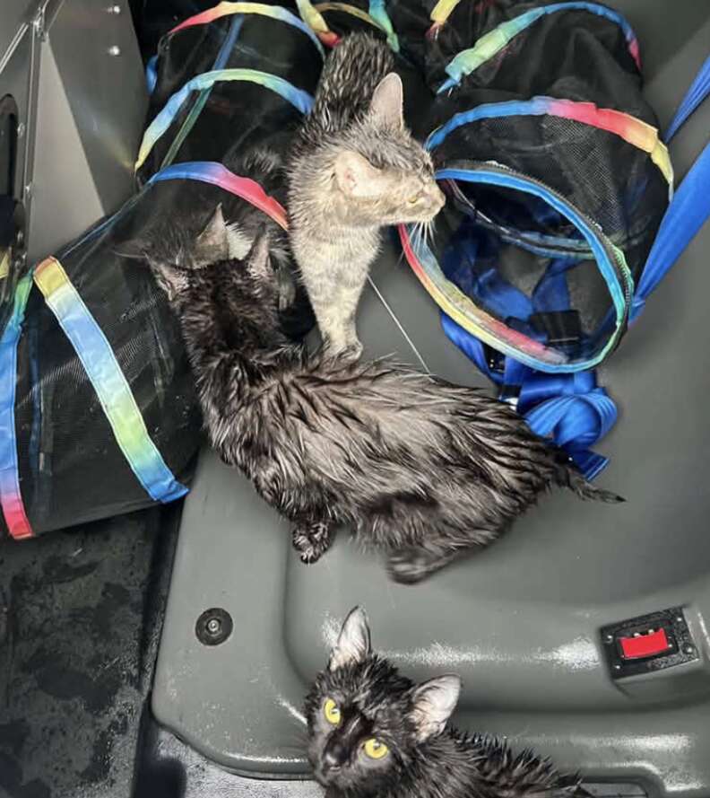 Trois chats aux poils mouillés dans un bac gris, au milieu du tunnel en maille