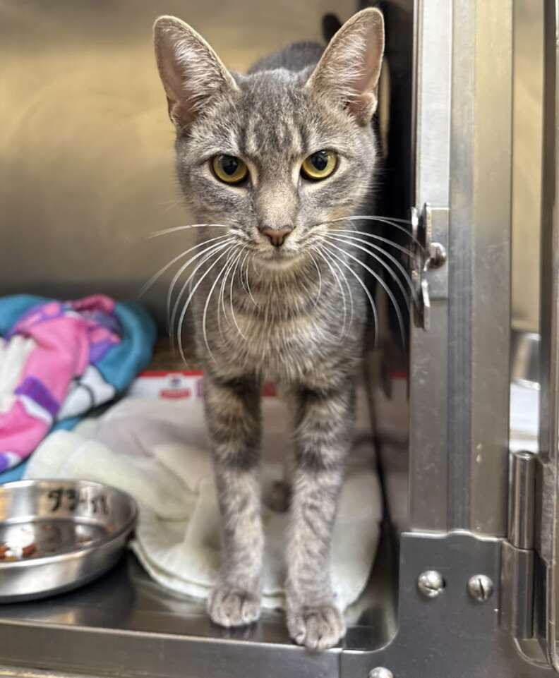 Un chat gris tigré aux yeux jaunes, debout dans un box en inox, fixe l'objectif