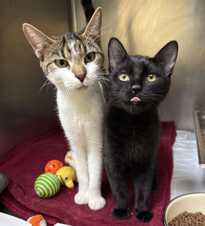 Un chat tigré et blanc et un chat noir côte à côte sur une couverture bordeaux dans un box