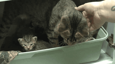 Une main caresse la chatte tigrée penchée au bord d'un bac vert, un chaton au fond