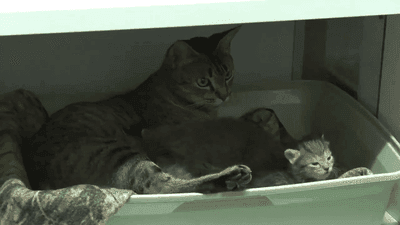 Une chatte tigrée grise couchée dans un bac, un chaton blotti contre son ventre