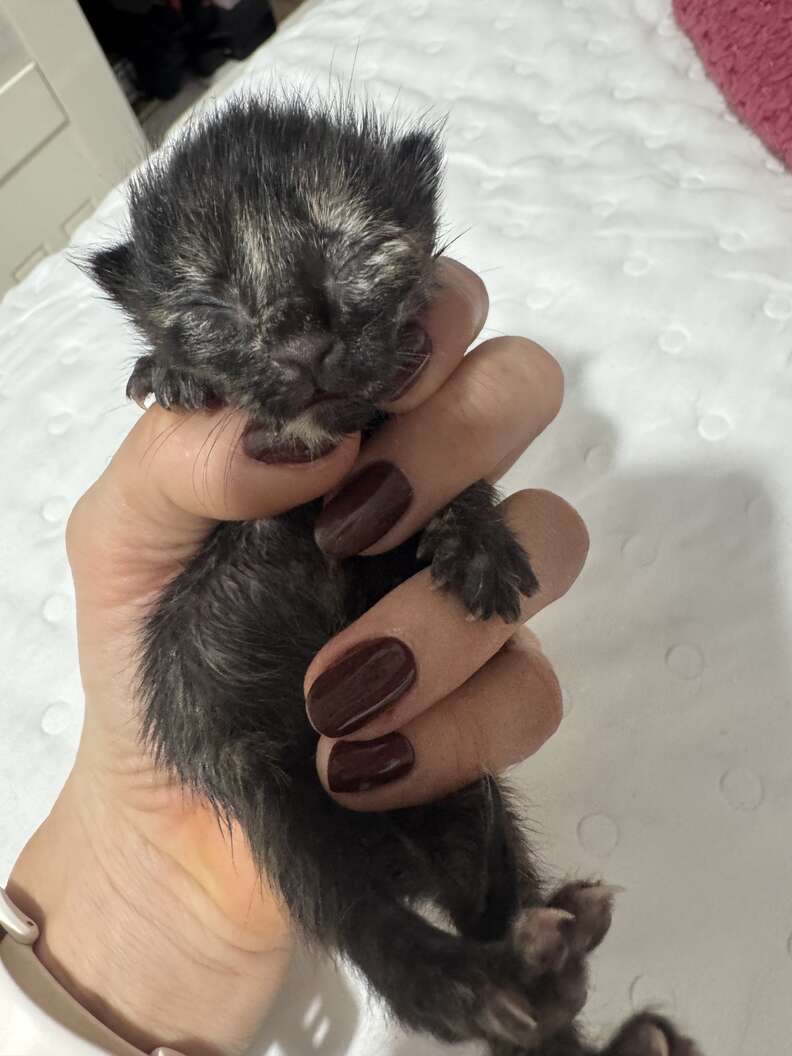 Le chaton nouveau-né aux yeux fermés, tenu dans une main sur un tissu blanc
