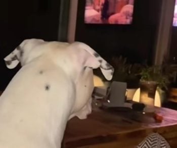 Le Dogo Argentino, vu de dos, fixe un téléviseur allumé dans la pénombre