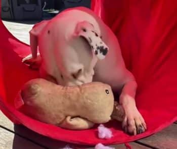 Buddy couché dans un tunnel de tissu rouge, une grosse peluche beige contre lui