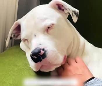 Buddy les yeux fermés, la tête sur un coussin vert, une main lui caressant le cou