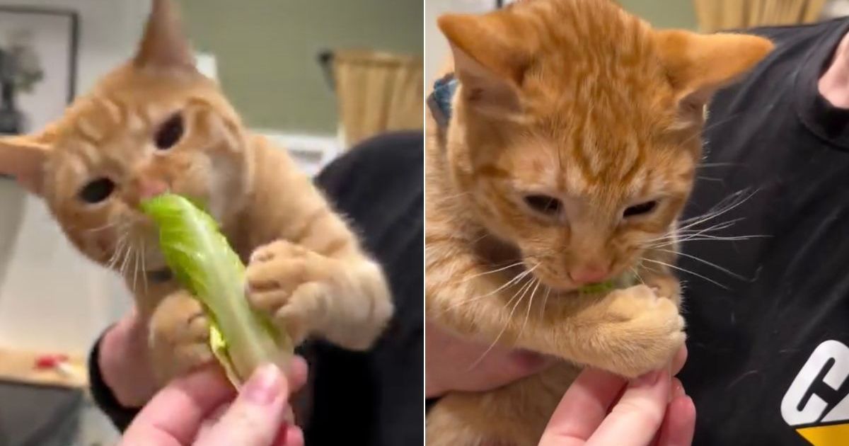 Cedric mord une feuille de laitue qu'il serre entre ses pattes