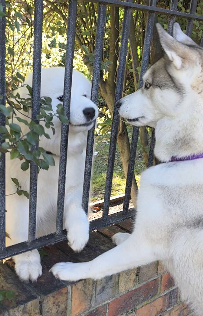 Une Samoyède, une patte sur le muret, observe de près une Husky qui tend la patte à travers la grille