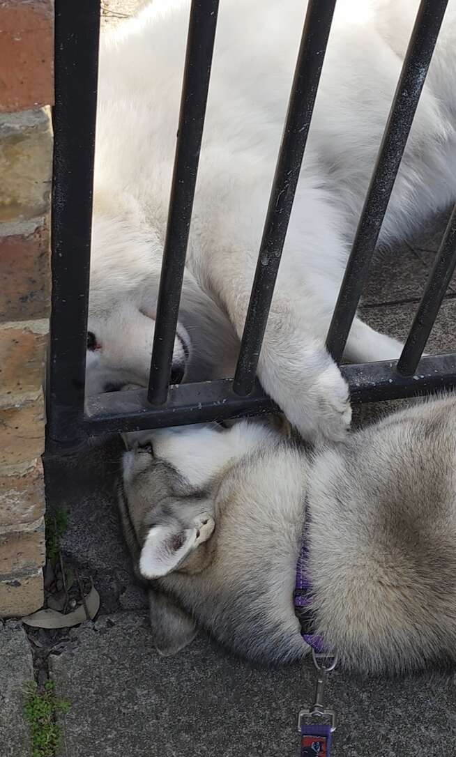 Une Husky allongée sur le trottoir, la tête contre la grille, une Samoyède couchée de l'autre côté