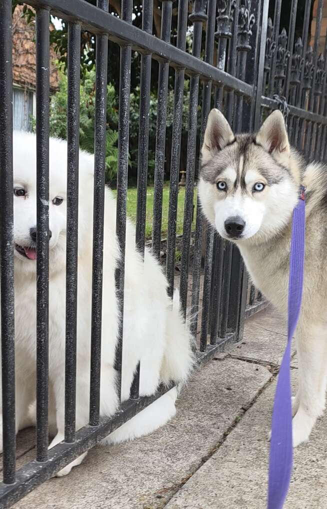 Une Samoyède assise derrière une grille noire, face à une Husky aux yeux bleus tenue en laisse violette