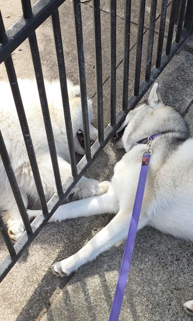 Les deux chiennes couchées de part et d'autre de la grille, au soleil, sur un trottoir