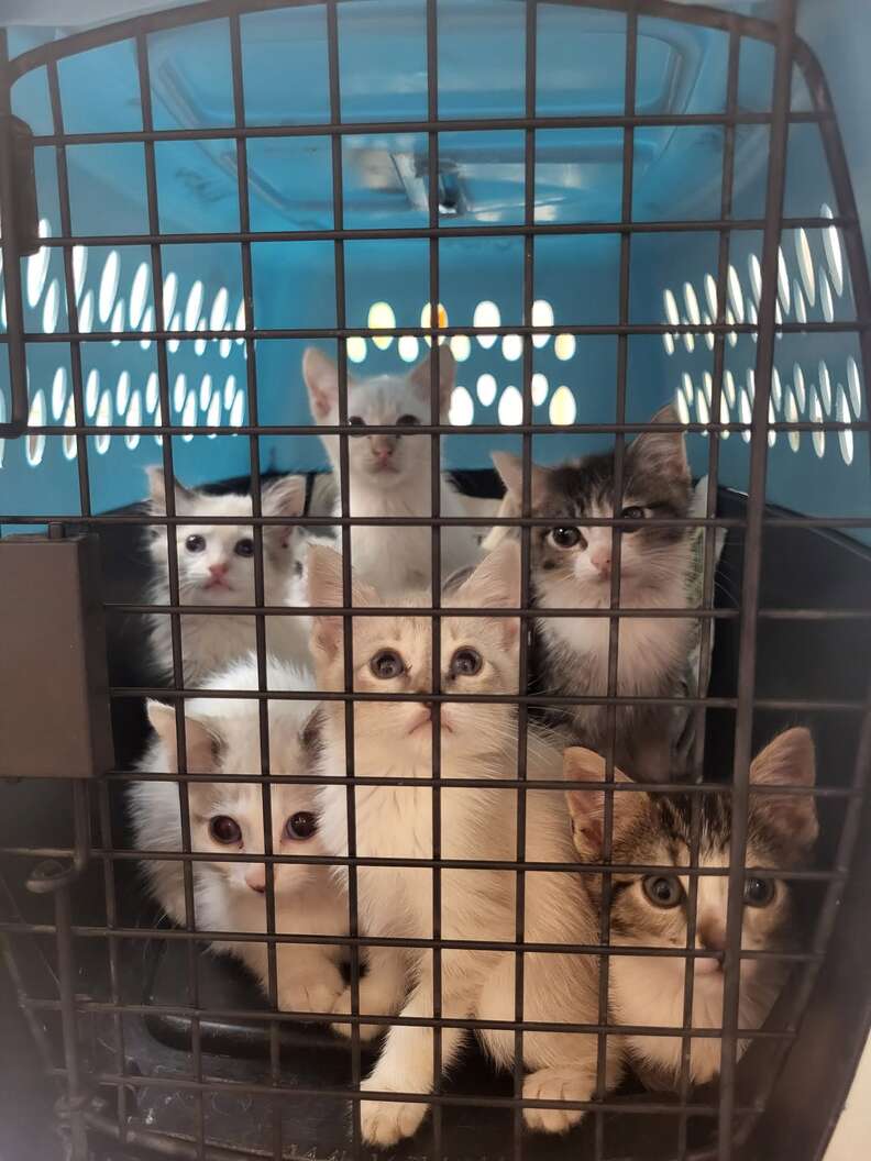 Six chatons blancs, crème et tigrés lèvent la tête dans une caisse bleue