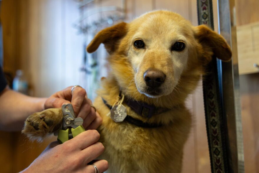 Usukcaq se fait couper les griffes par Emily Stotts au centre PAWS of Nome, le 21 octobre 2025