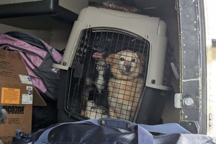 Usukcaq et Scooby dans une caisse de transport à bord de l'avion